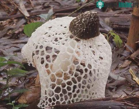 Nấm pín lưới - Dictyophora indusiata
