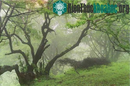 Mây trong cánh rừng sa mạc hiếm hoi ở Oman