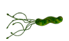 Vi khuẩn Helicobacter pylori