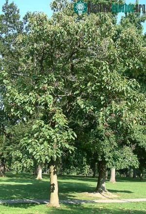 Cây Paulownia (Ảnh: missouristate.edu)