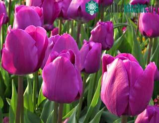 Hoa tulip Hà Lan