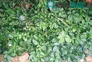Cây giảo cổ lam được phát hiện trên độ cao 2.000m.