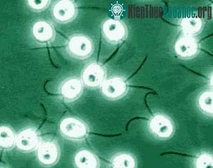 Tảo xanh Chlamydomonas reinhardtii