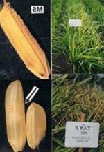 Nhân giống thành công giống lúa thơm Basmati ảnh 0