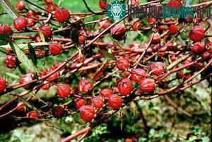 Lai tạo thành công "cây thực phẩm" ảnh 0