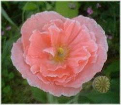 Hoa Poppy