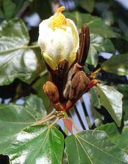 Cây gỗ bấc (Ochroma lagopus)