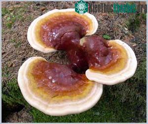 Nấm Linh chi (Ganoderma lucidum)