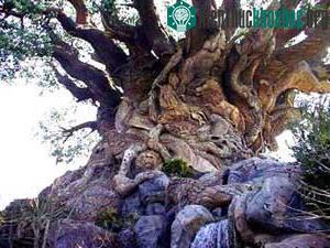 Cây El Arbol ở thành phố Tule, Mexico