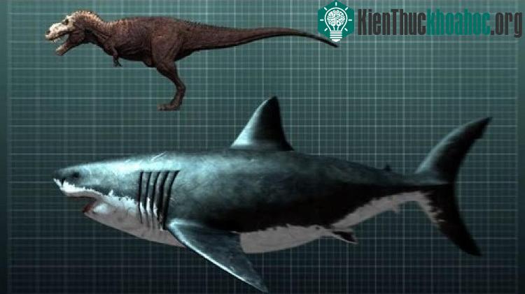 Megalodon và T-rex.