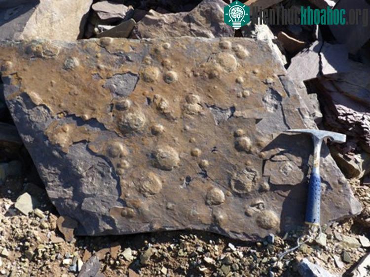 Hóa thạch 545 triệu năm tuổi được tìm thấy ở Argentina.