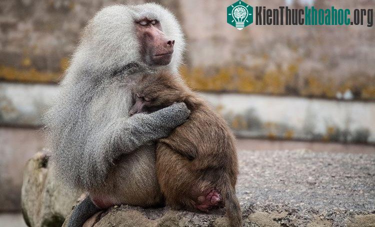 Cấu trúc của ngôn ngữ loài linh trưởng chứ không phải hình thức đặc thù của thanh quản.