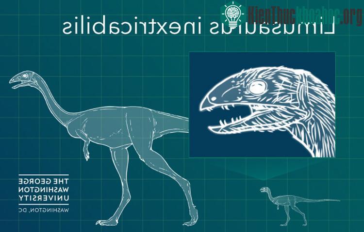 Hình ảnh mô phỏng loài khủng long Limusaurus. (Ảnh: George Washington University).