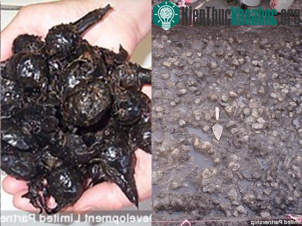 Những củ khoai tây này có kích thước khá nhỏ và rất dễ chế biến.