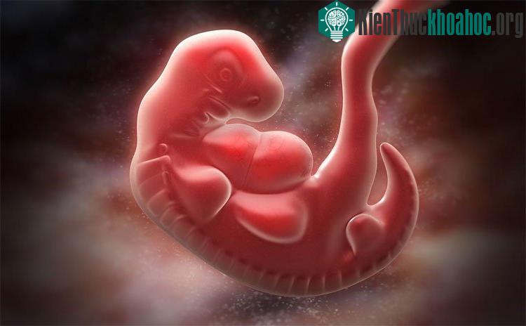 Tổ tiên xa xôi của động vật trên cạn ngày nay có cả một đuôi thịt và một vây đuôi linh hoạt ở một vị trí khác.