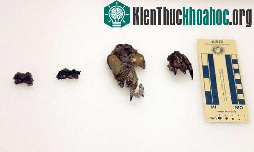 Bốn mẫu hóa thạch Didelphodon vorax được tìm thấy ở Mỹ. (Ảnh: Burke Museum of Natural History & Culture).
