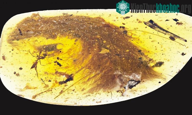 Đây là một chiếc đuôi hoàn chỉnh còn nguyên lông vũ của loài khủng long coelurosaur
