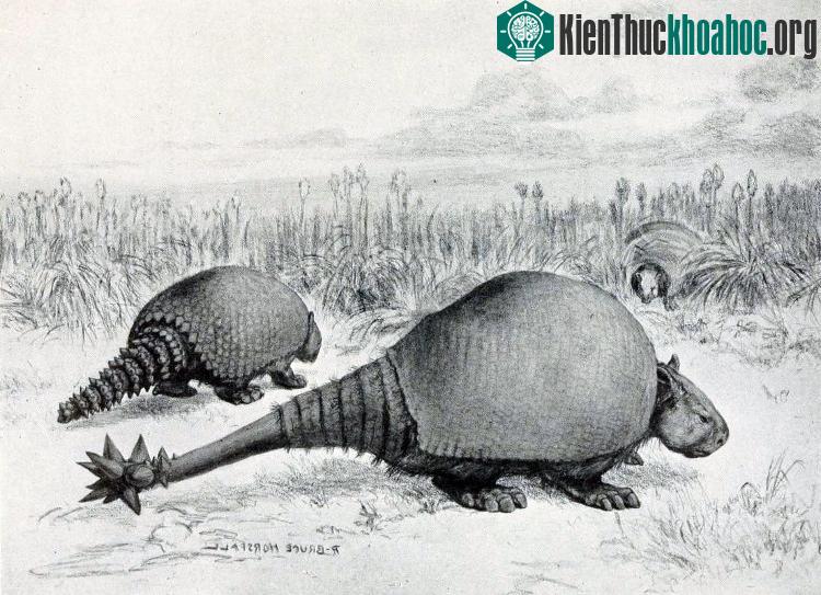 Đây là loài tê tê họ Glyptodontidae. (Ảnh minh họa).