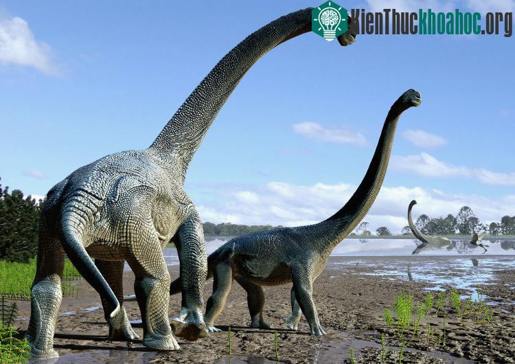 Đồ họa mô tả khủng long Savannasaurus elliottorum dựa trên hóa thạch thu được.