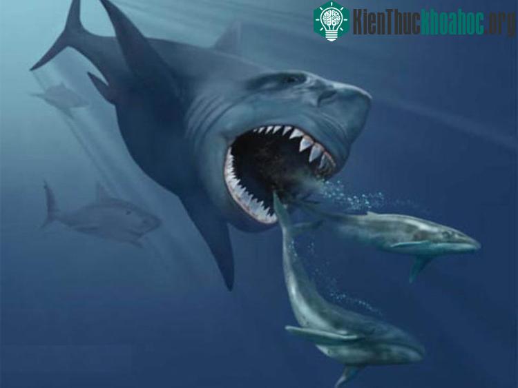 Cá mập Megalolamna paradoxodon sinh sống cách đây 20 triệu năm. (Ảnh minh họa: Wikimedia Commons).
