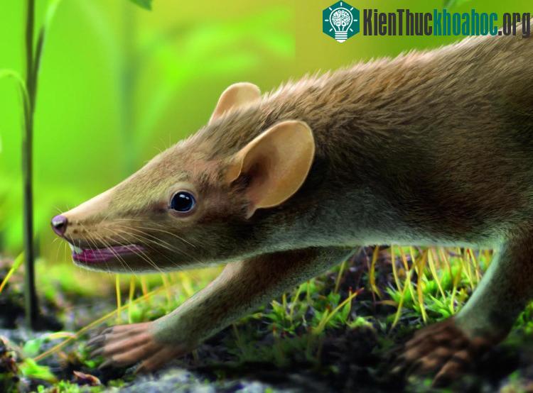 Hình minh họa loài Spinolestes sinh sống ở vùng đầm lầy Las Hoyas kỷ Phấn Trắng. (Ảnh: Oscar Sanisidro).