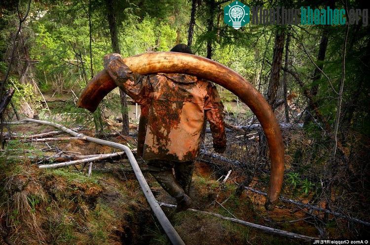 Chiếc ngà voi trong ảnh nặng 65kg, được bán với giá 34.000 USD.