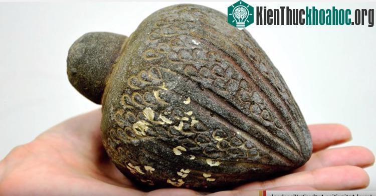 Quản lựu đạn 700 tuổi ở Israel. (Ảnh chụp từ clip).