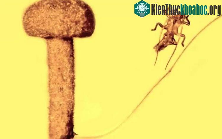 Khối hổ phách lưu giữ một cây nấm 50 triệu năm tuổi, lớp vỏ ngoài của bọ que đã tuyệt chủng và một sợi lông chuột. (Ảnh: Đại học bang Oregon, Mỹ).