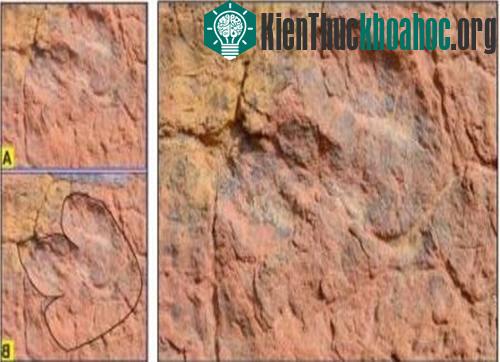 Những dấu chân của khủng long Eubrontes Gleneronsensis Theropod vừa được tìm thấy.