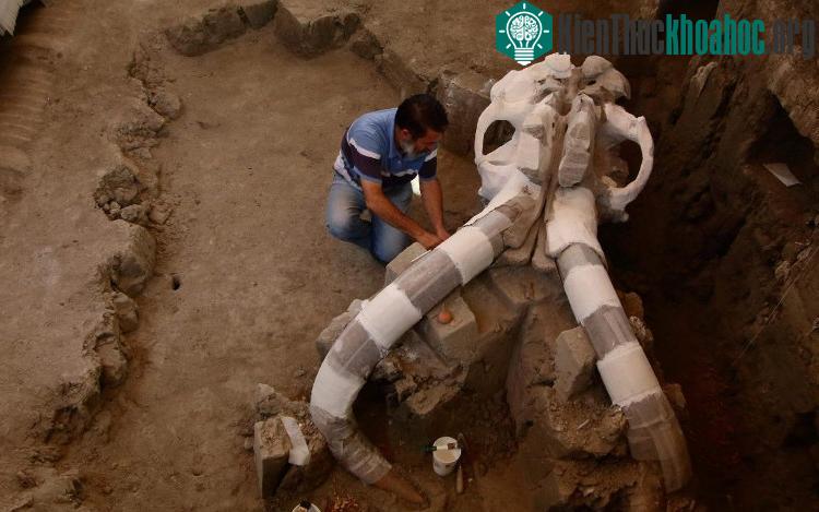 Hóa thạch này được tìm thấy ở ngoại vi thành phố Tultepec