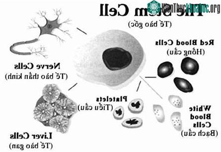 Tái tạo da thành tế bào gốc ảnh 1