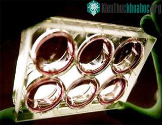 Tạo tế bào gốc từ... tinh hoàn ảnh 1