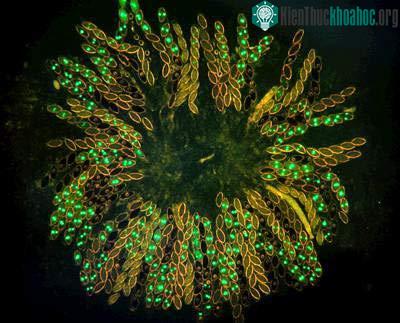 Nấm mốc (Neurospora crassa)