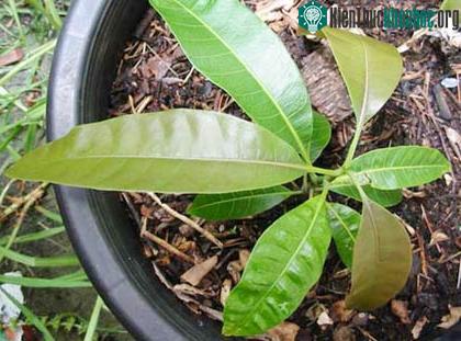 Phương pháp nhân giống xoài bằng hạt ảnh 1