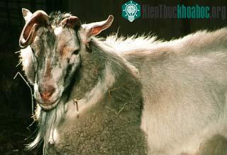 Human-Animal Hybrid - Sản phẩm lai người và động vật ảnh 1