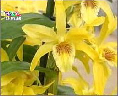 (Ảnh: HTV)