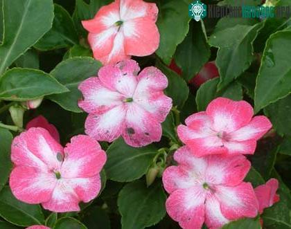 Cây Impatiens