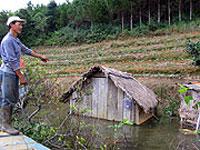 Thông Đà Lạt đang chết đứng ảnh 1