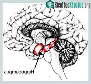 Hippocampus
