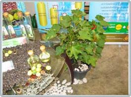 Cây jatropha, quả khi khô có 3 hạt màu đen được dùng để ép dầu diesel sinh học tinh khiết, có mầu vàng chanh nhạt.