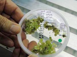Một khám phá có thể tạo ra protein để làm thức ăn cho hàng triệu người. ảnh 1