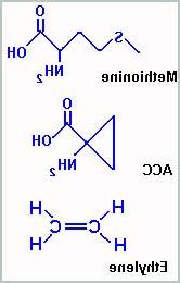 (Ảnh: VietSciences)