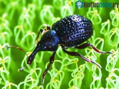 Cảnh giác trước bèo tai chuột lớn ảnh 1
