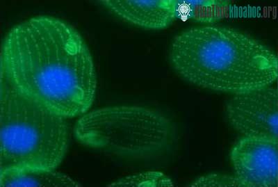 Tetrahymena thermophila