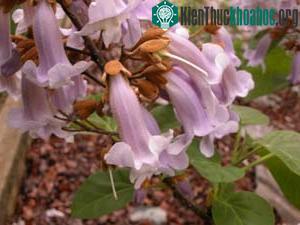 Hoa Paulownia (Ảnh: tneppc.org)