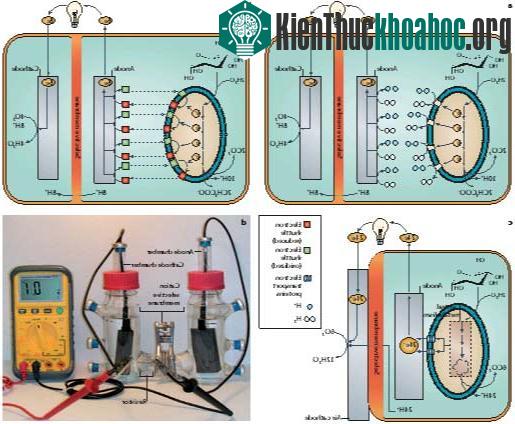 Tế bào năng lượng vi sinh vật ảnh 1