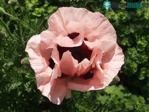 Hoa Poppy
