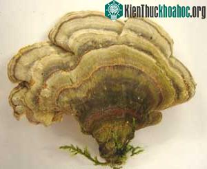 Nấm Vân Chi - Trametes versicolor