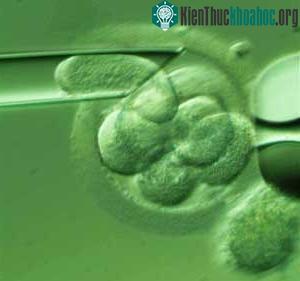 Phương pháp somatic cell nuclear transfer (chuyển nhân tế bào xôma)
