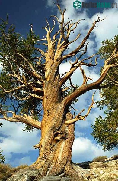 Cây thông Bristlecone trong sa mạc White Mountains